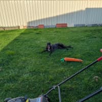 Photo of Panda, The Greyhound