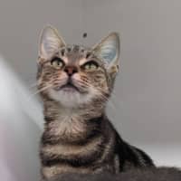 Photo of Veronica