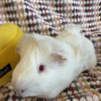 Photo of Marshmallow