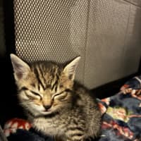 Photo of Ziggy