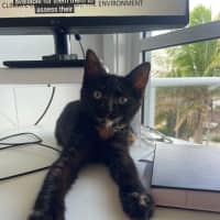 Photo of Frankie   6 Month Old Domestic Medium Hair