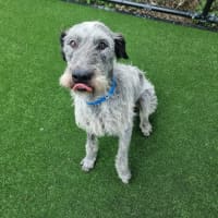 Photo of Bolt Imp 2485