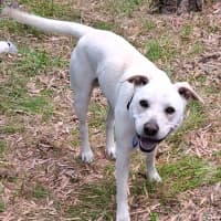 Photo of Ollie   4 Year Old Labrador X Staffy