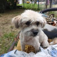 Photo of Frankie 💙