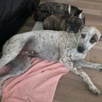 Photo of Indi   1 Year Old Great Dane X Cattle Dog