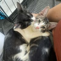 Photo of Echo