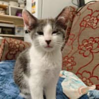 Photo of Toby