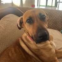Photo of Goose
