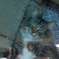 Photo of Milo & Otis