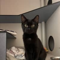 Photo of Sumi 
