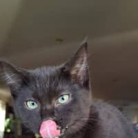 Photo of Pepper
