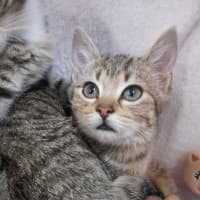 Photo of Remi