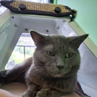 Photo of Bluey