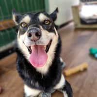 Photo of Dex