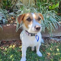 Photo of Lovie  11 Month Old Jack Russell Terrier