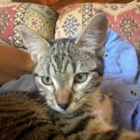 Photo of Spud And Chip