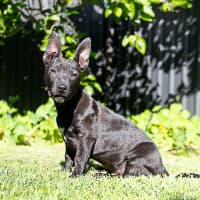 Photo of Riff