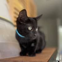 Photo of Galaxy Litter