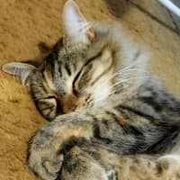 Photo of Esmeralda 😽 9yo Sweetheart
