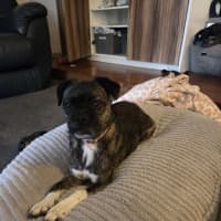 Photo of Luna   6 Year Old Boston Terrier X Pug