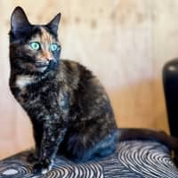 Photo of Nivvy   In Foster In Coburg