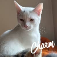 Photo of Charm