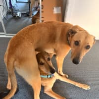 Photo of Snickers & Caramel