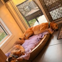 Photo of Snickers & Caramel