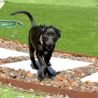 Photo of Cleo   14 Week Old Cattle Dog X Staffy