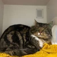 Photo of Jelly Roll
