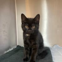Photo of Sirius 