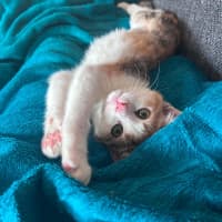 Photo of Cally