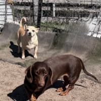 Photo of Ruby