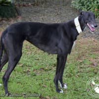 Photo of Charlotte (Jingalong Lottie)