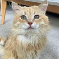 Photo of Hamilton