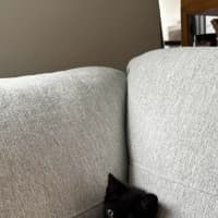Photo of Little Noodle