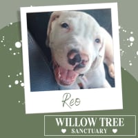 Photo of Reo