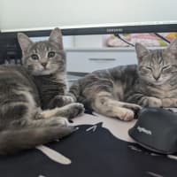 Photo of Ash Wednesday 🩶