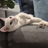 Photo of Coconut 