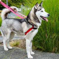 Photo of Freya