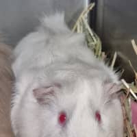 Photo of Marshmallow