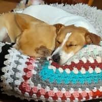 Photo of Chicko And Buddy