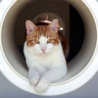 Photo of Vinnie Sta012938