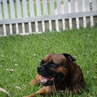 Photo of Bambino And Sammi 