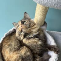 Photo of Gwennifer Lawrence