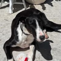 Photo of Solitaire 