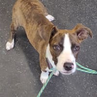 Photo of Lil Lasagna