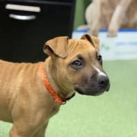Photo of Rex