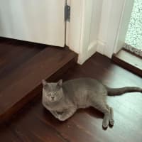 Photo of Bear