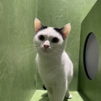 Photo of Marzipan